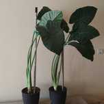 Plantă tropicală de cameră/apartament