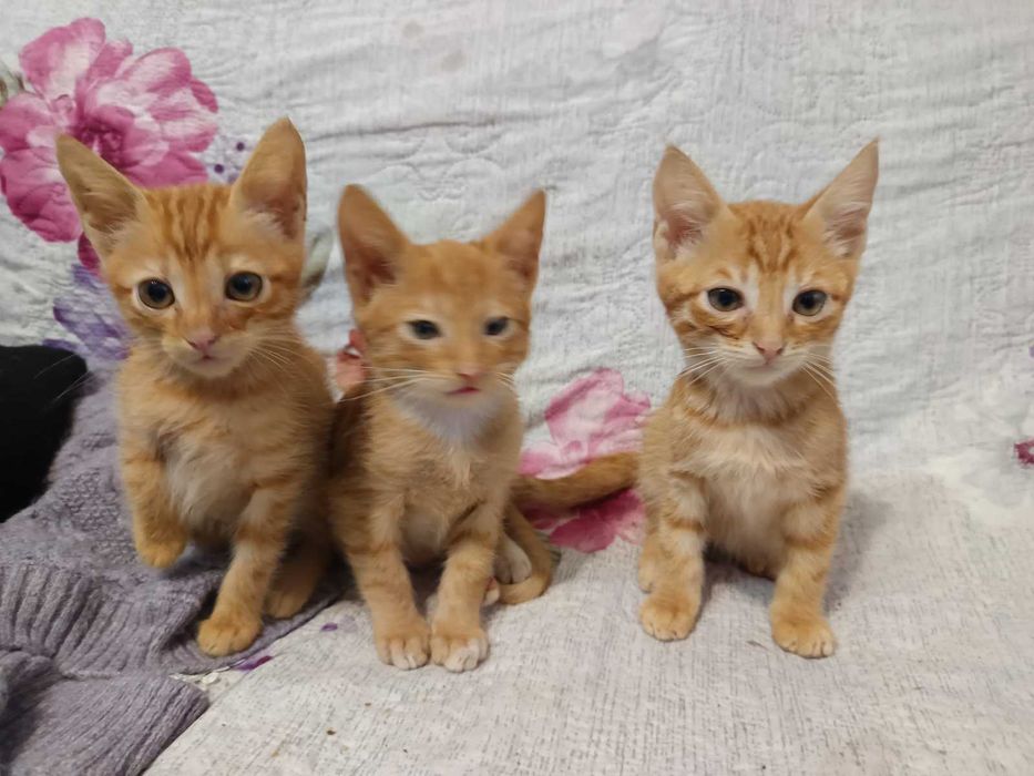 ПОДАРЯВАМ. Остават последни 3 котенца