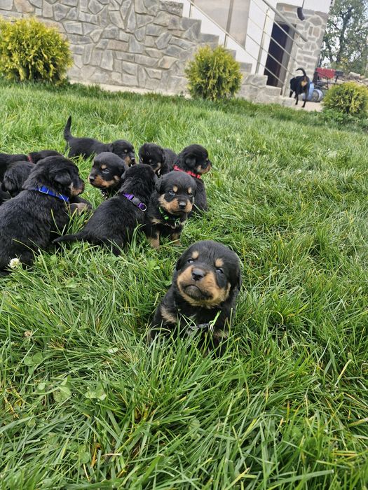 Бебета ротвайлерчета