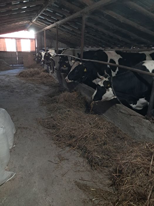 Vând vaci Bălțată românească