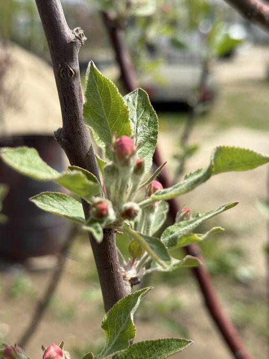 Pomi fructiferi ! Pomi pe rod !