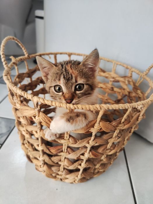 Donez pisicuță junior