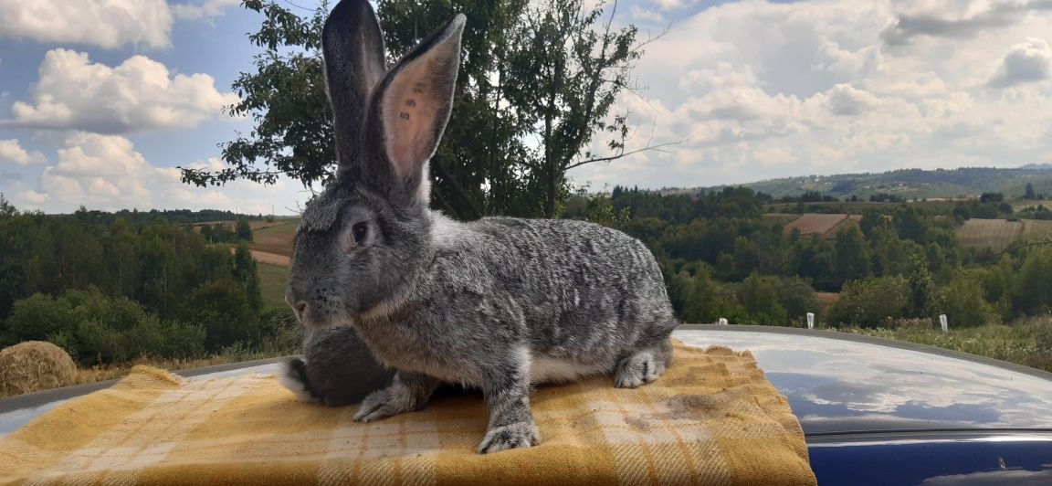 Uriaș german chinchilla cu pedigree