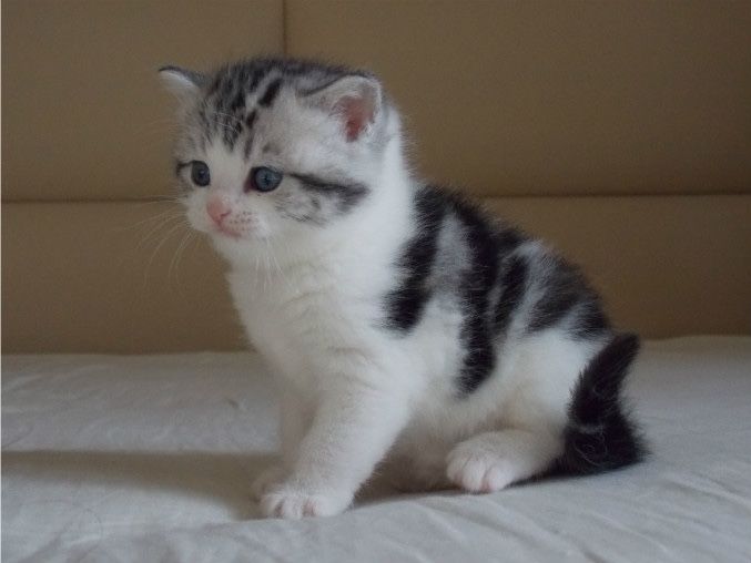 котята прямоушки шотланцские