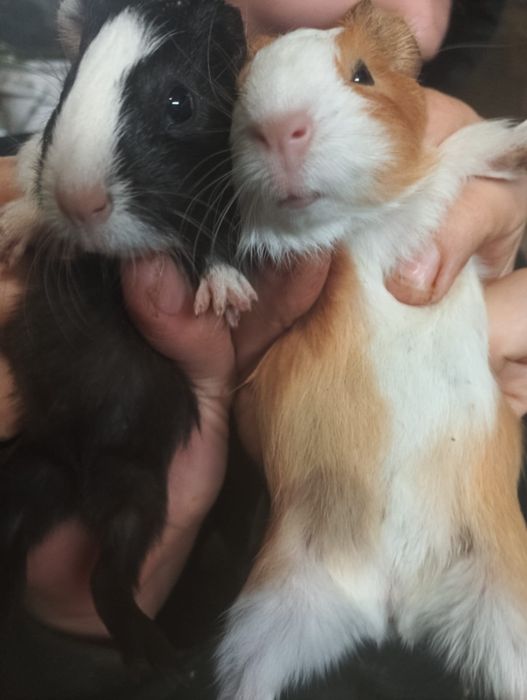 Vând pui de porcușori de guineea frumoși și jucausi