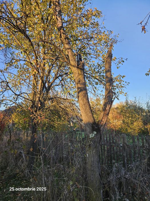 Lemne de vânzare uscate, Domnesti, Arges. Cred ca sunt cam o căruță.