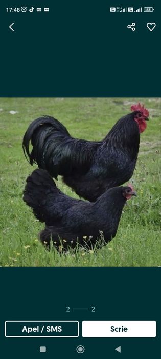 Cocoș Australorp negru