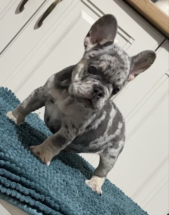 Bulldog francez mascul