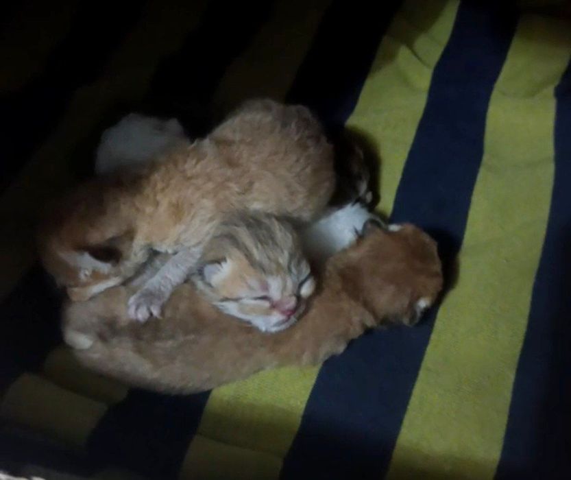 Skotsh fold va skotsh fuld. Ikki xaftada sotuvga tayyor boladi