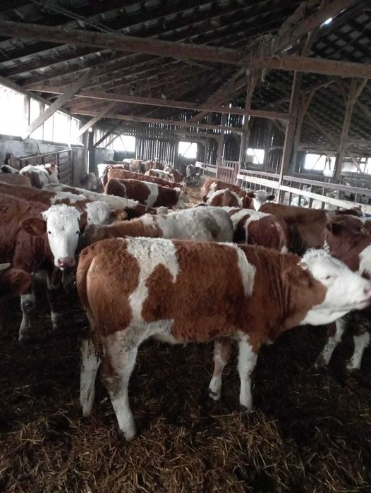 Viţei si vițele bălțată de carne