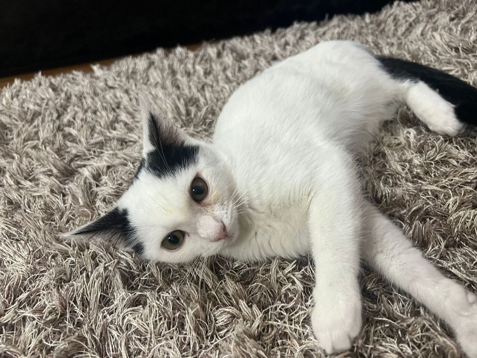 Pisicuta iubitoare cauta o casa plina de dragoste