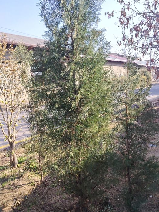 Archa kocha sotiladi