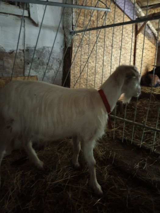 Vand capre si ieduțe