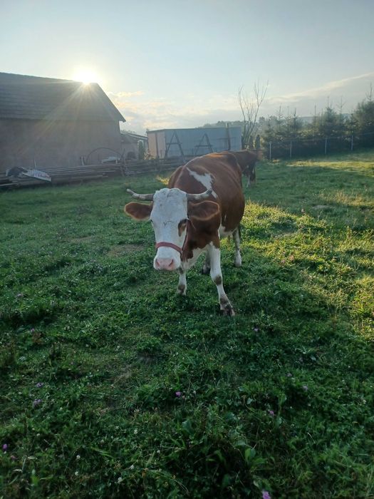 Vaca de vanzare  la a 4 fatare