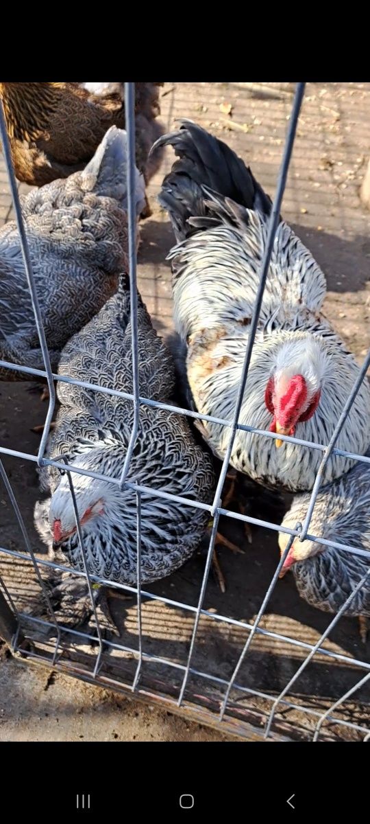 Pui sau oua pentru incubat Australorp, Isa brown si Brahma HD si Bso