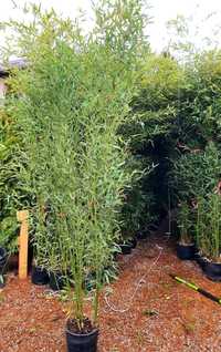 Bambus Verde, Auriu, Negru , Plante Exotice Oriunde in Tara