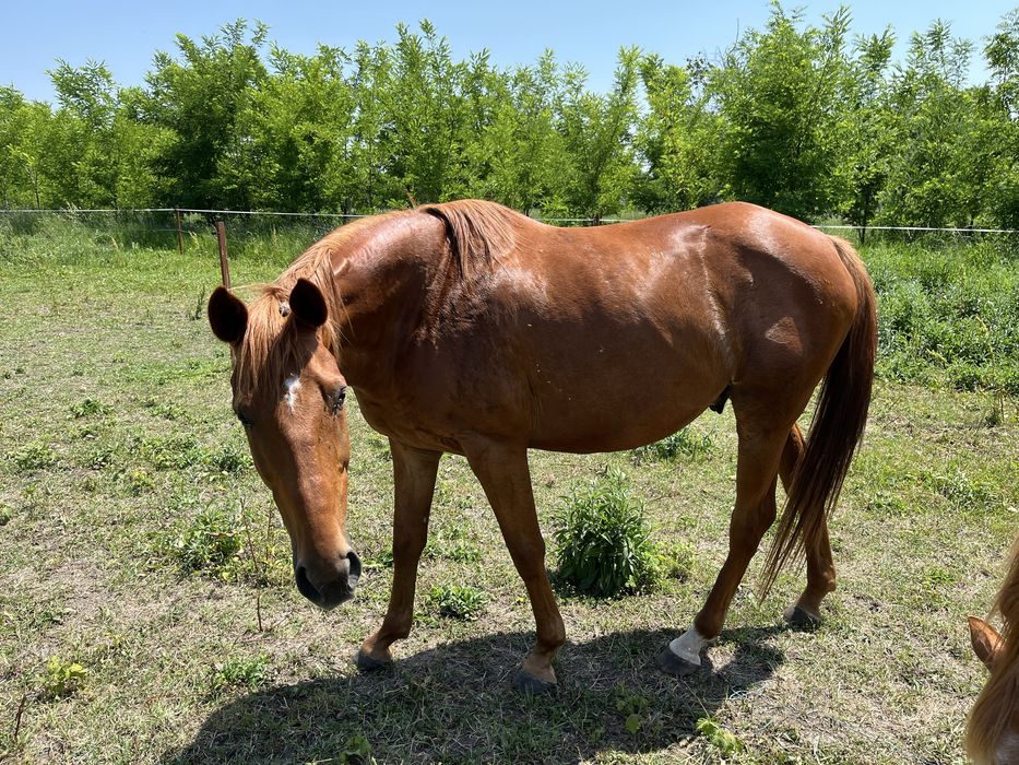 Cal pur sânge englez
