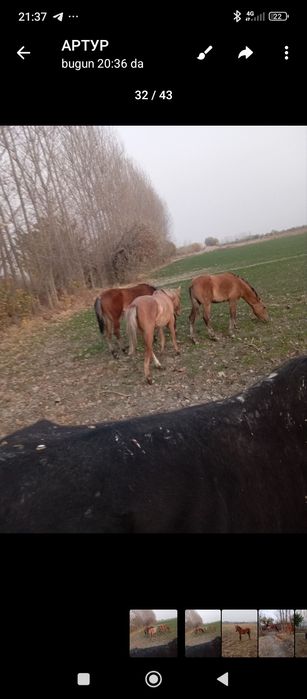 Тойлар сотилади 40 миллон ками бор