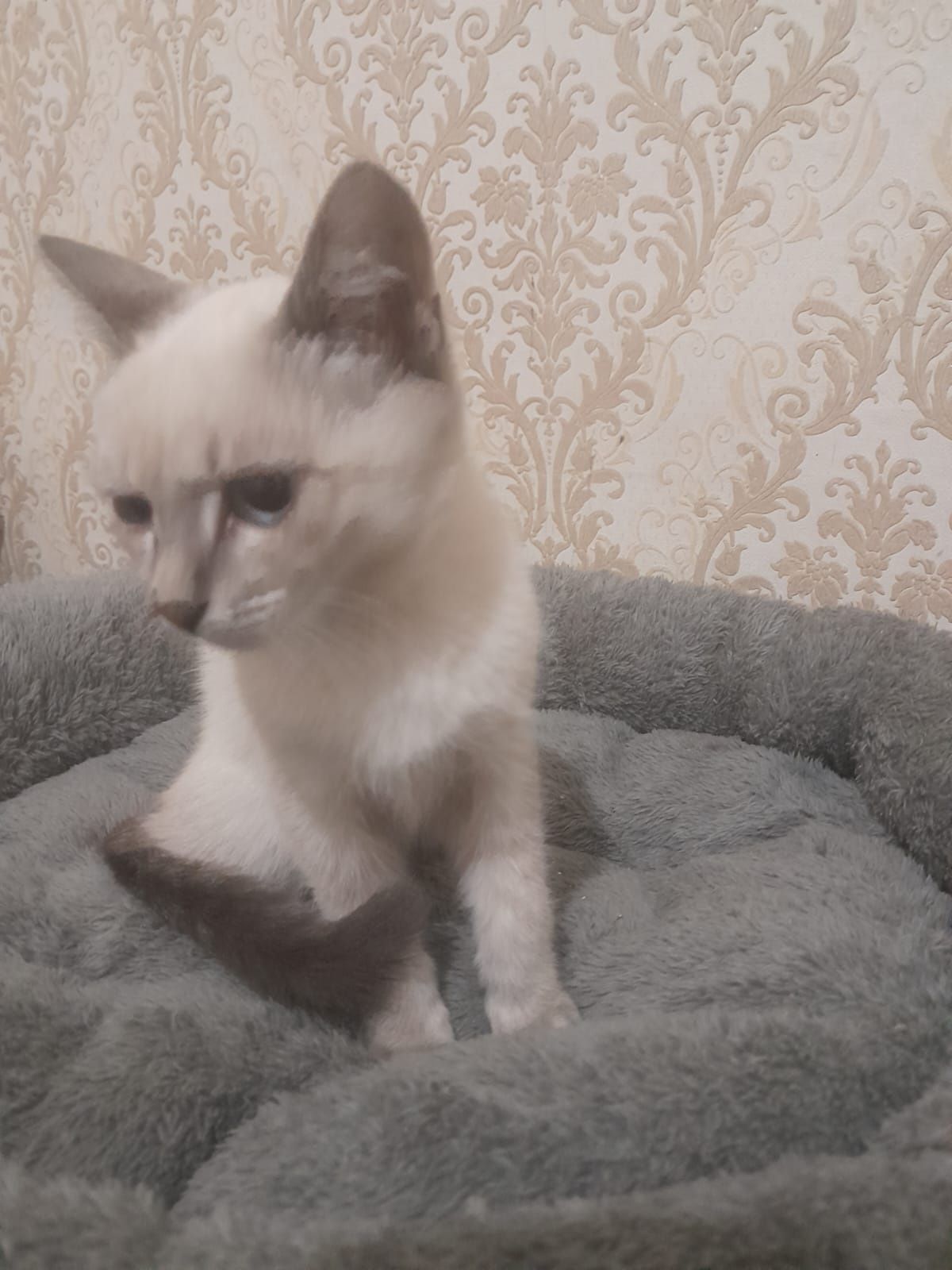 Котенок бесплатно