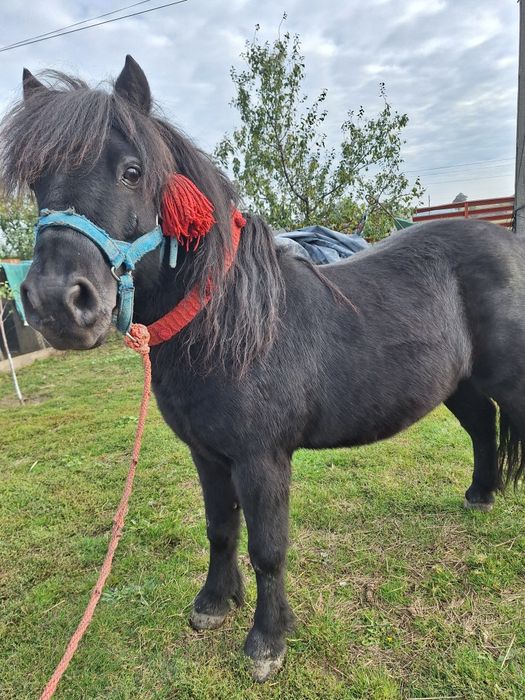 Vând ponei castrat jucărie pentru copii