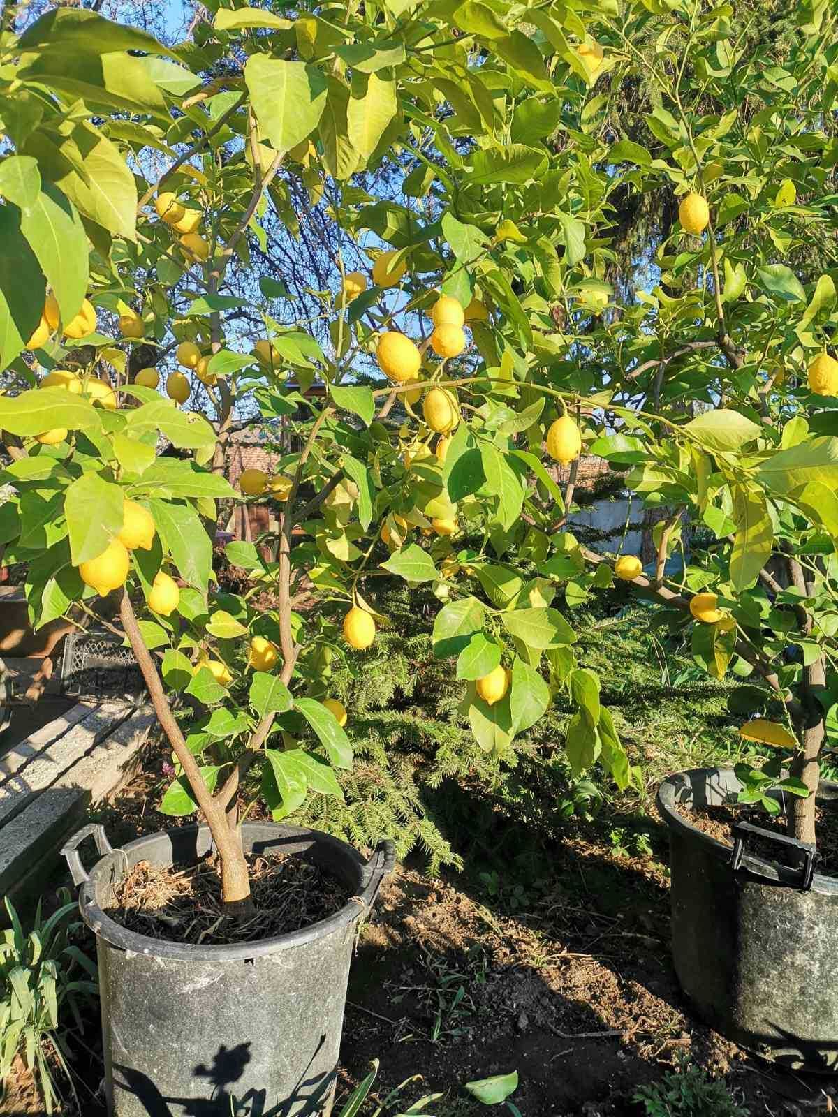 Продавам лимонови дръвчета