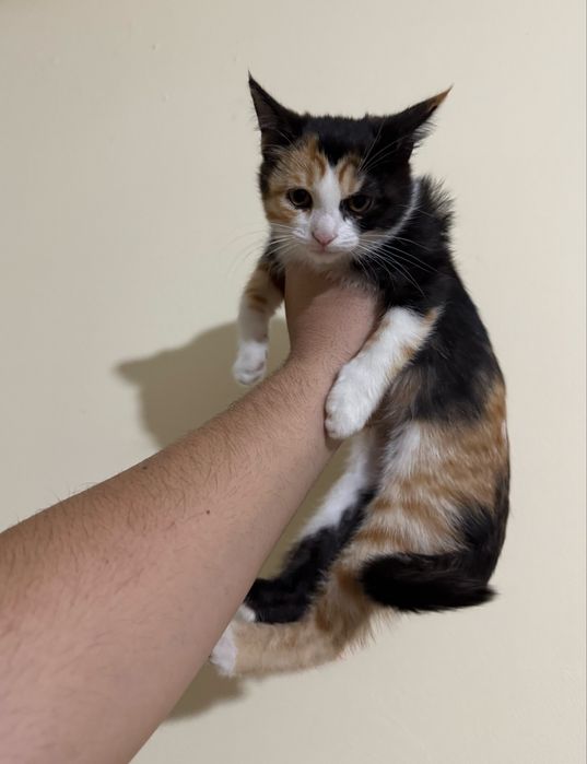 Mushuk bollari hadyaga beriladi toshkenda oqip tel qlila