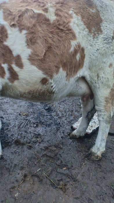 Junincă gestantă in 8 luni