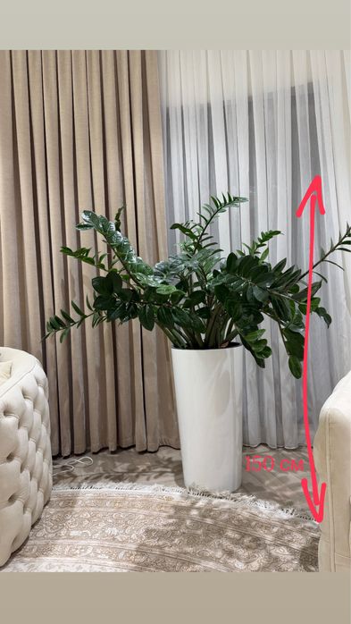 Продаю комнатное растение замикулькас