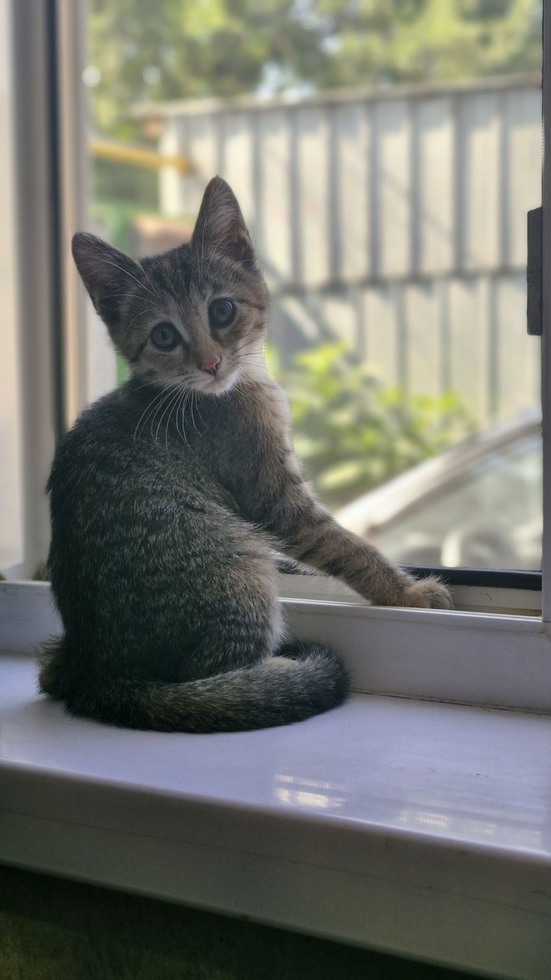 Котёнок. Девочка.