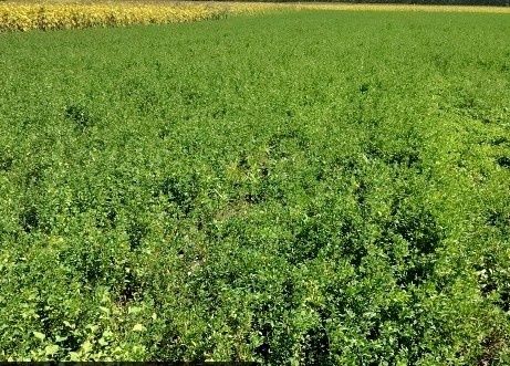 Lucernă ptr siloz 6 HA