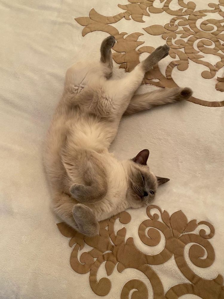 Породистая кошка