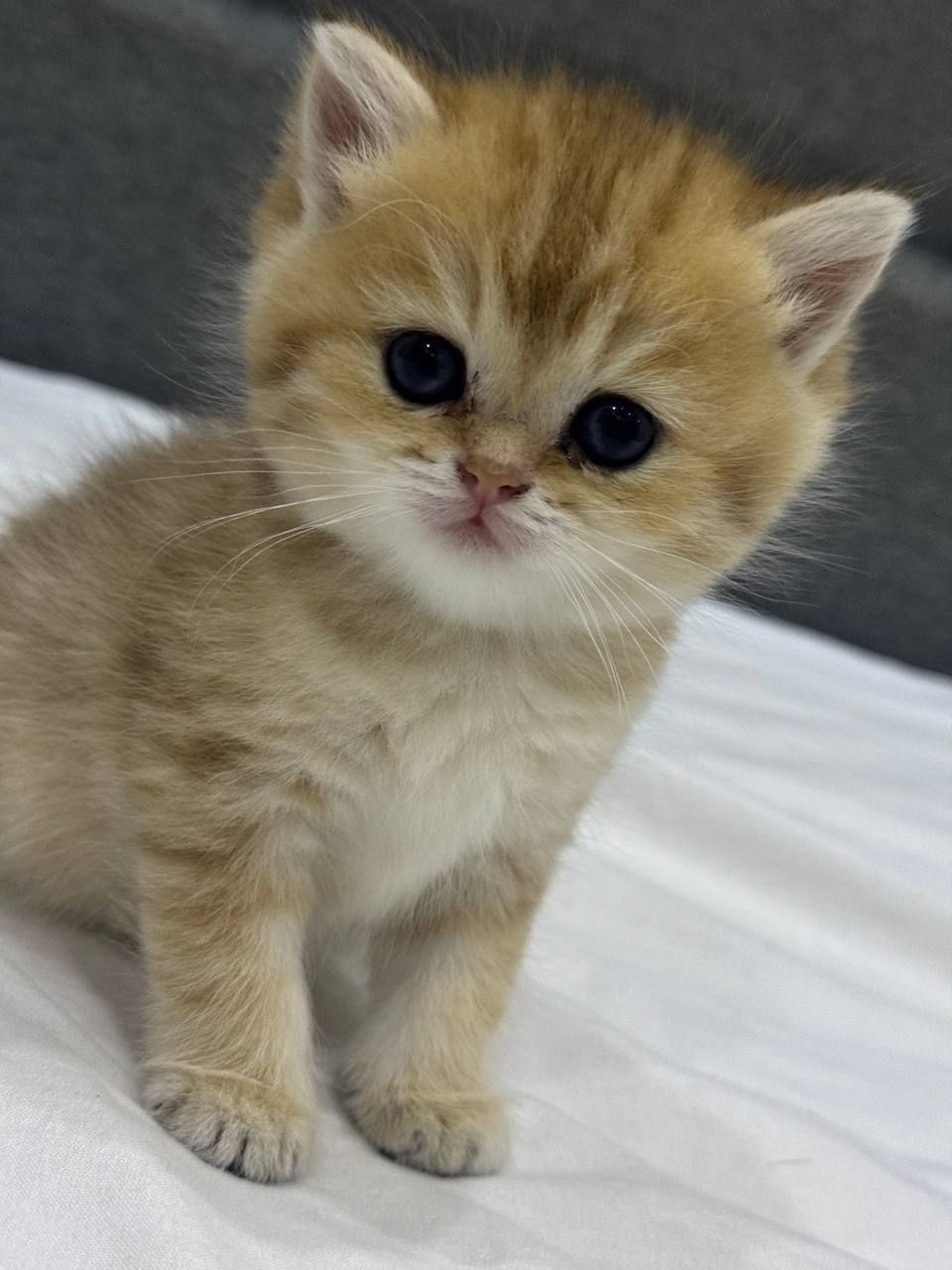 Скотиш страйт мальчики