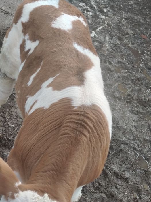 Vând vițel 3luni jumate