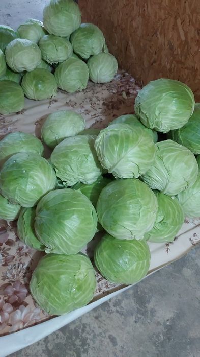 Продавам зеле сорт марлу.