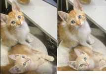 Dau spre adoptie 2 pisici, 2 luni
