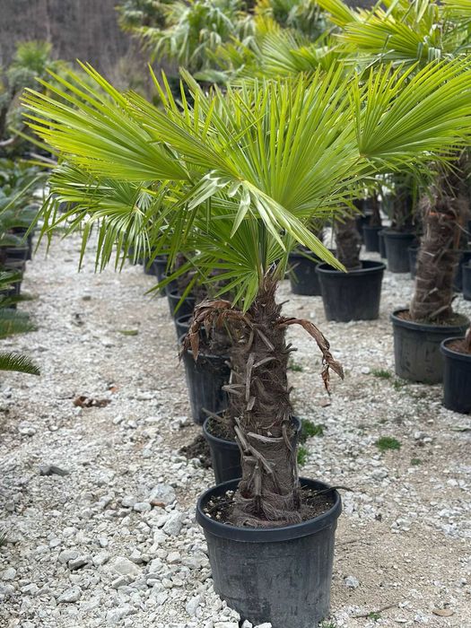 Palmier tranhicarpus