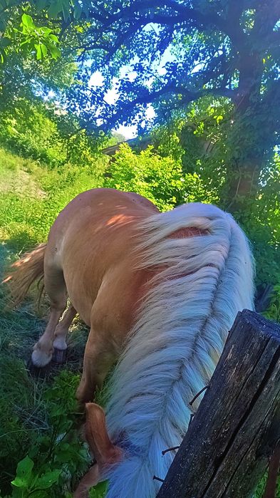 De vânzare cal de 5 ani