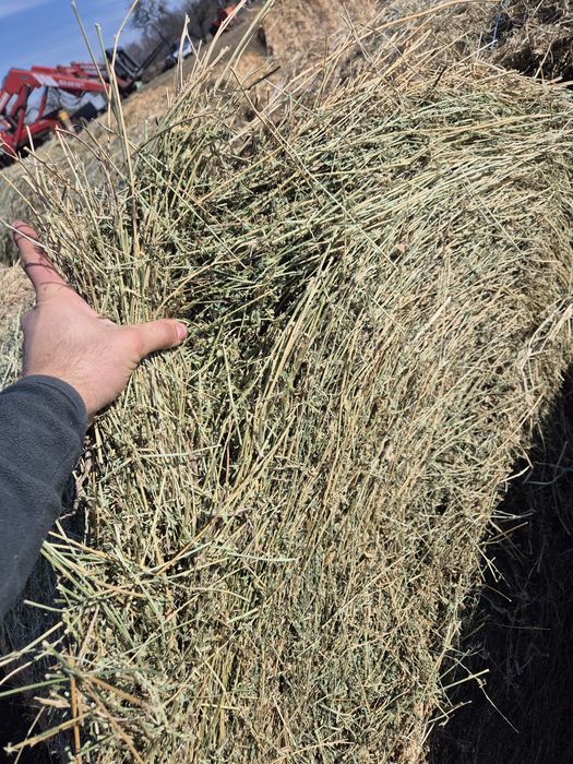 Baloti lucerna uscata