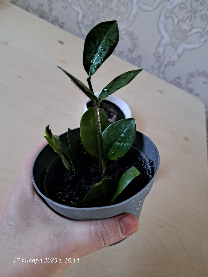 Продам Долларовый/Замиокулькас