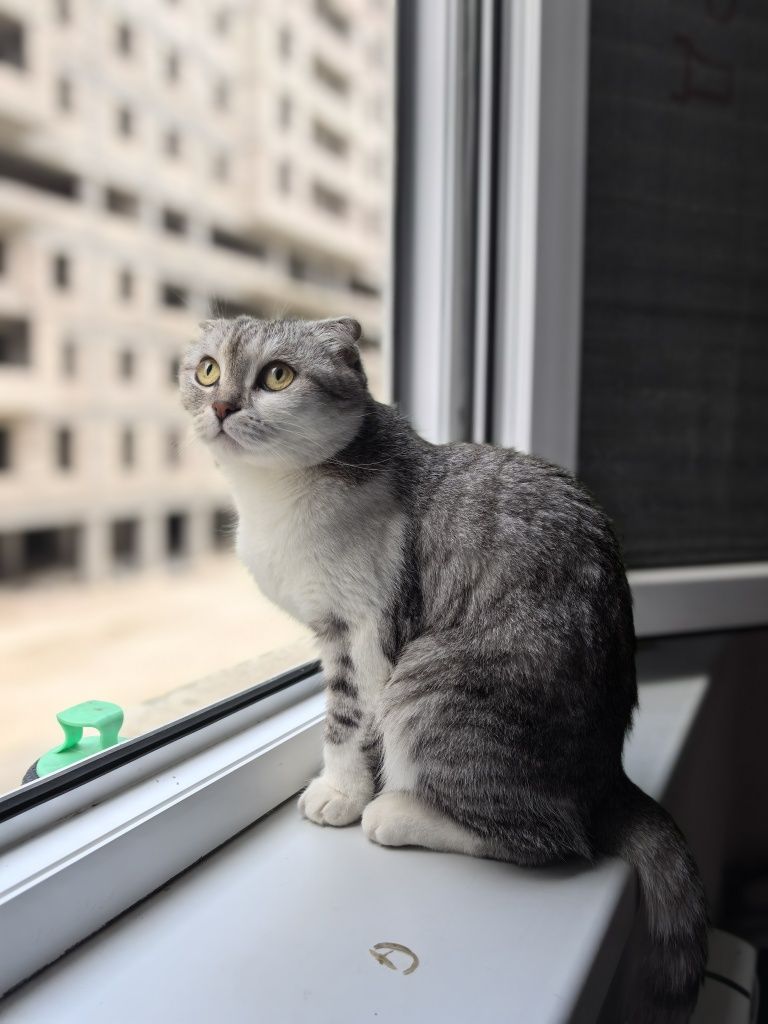 Отдам Добрые руки