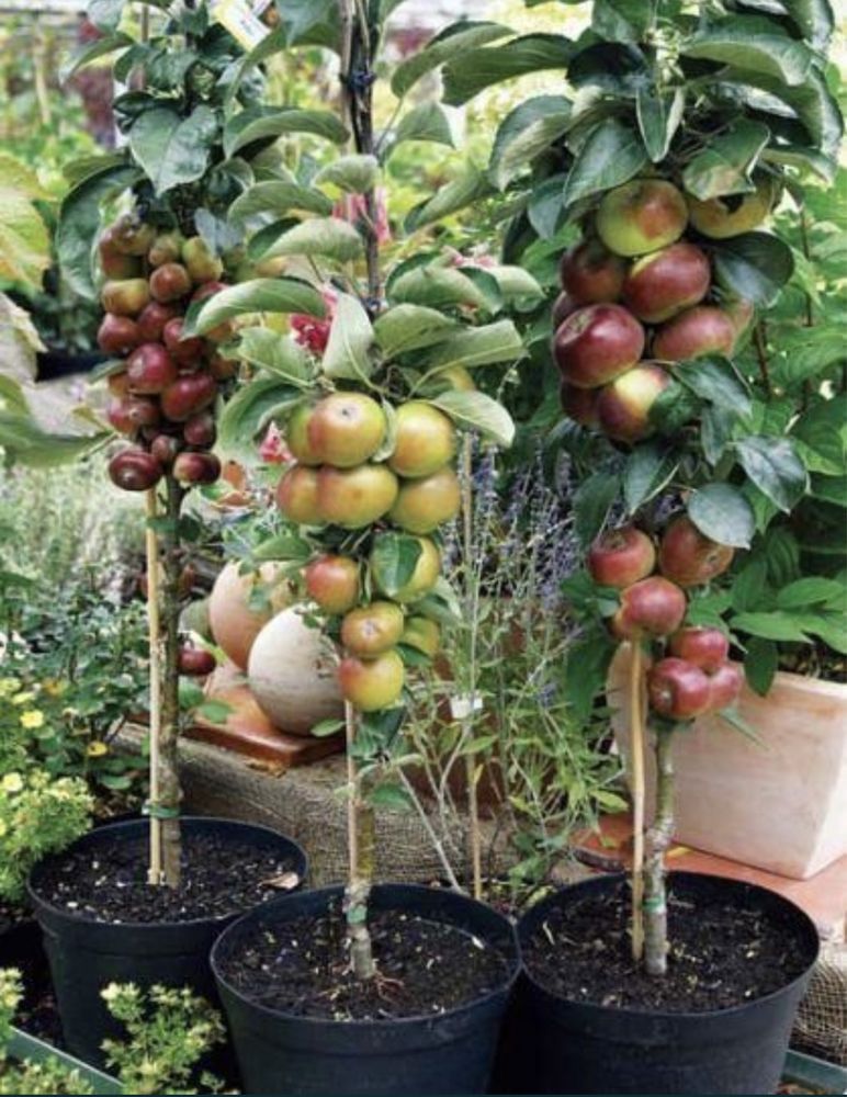 Pomi fructiferi columnari altoiți