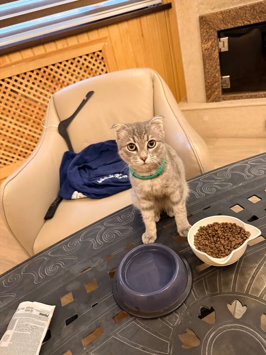 Нашел кошку серая