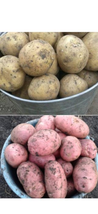Продам картофель отборный вкусный