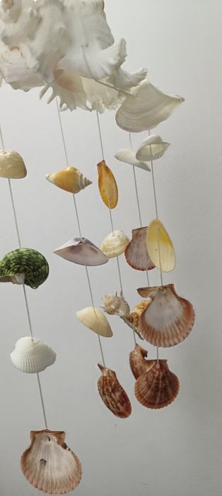 "Carusel" de scoici naturale  super frumoase