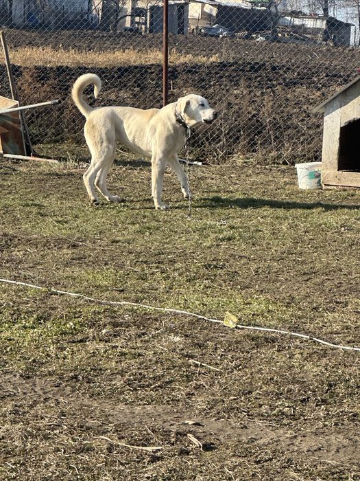 Femela ciobanesc de asia centrala