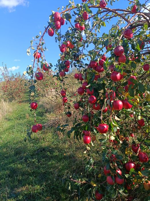 Mere consum soiul Idared