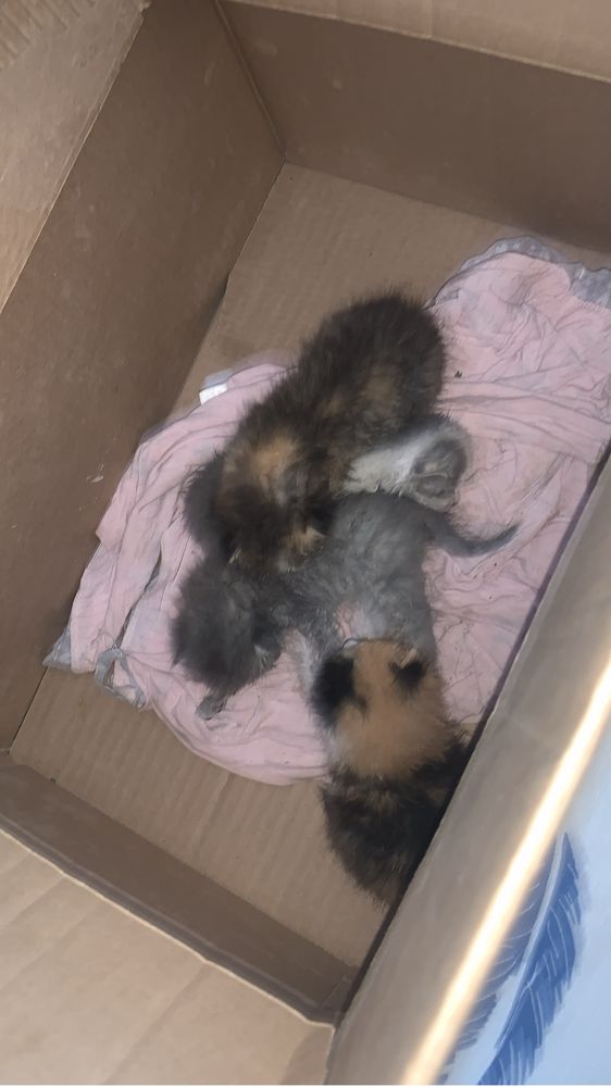 Котята крассивые подарю