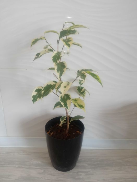 Фикус Бенжамин варигатний