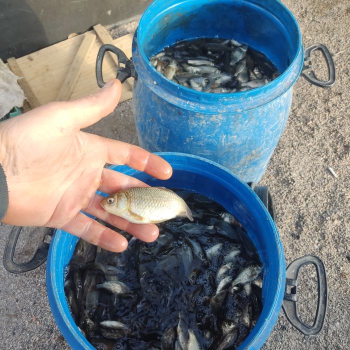 Живец. Живец карасик