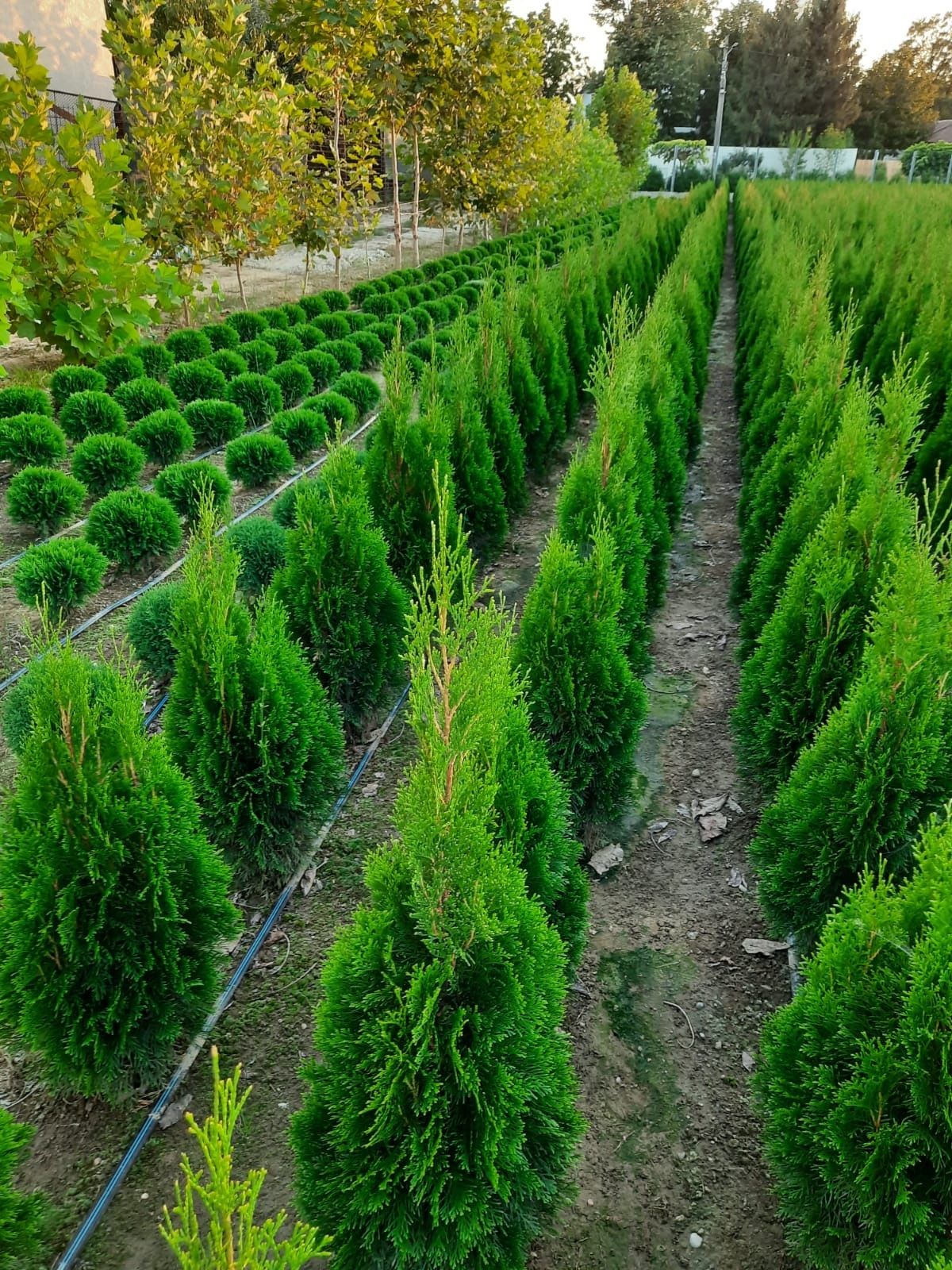 Tuia, plante ornamentale, preț de producător